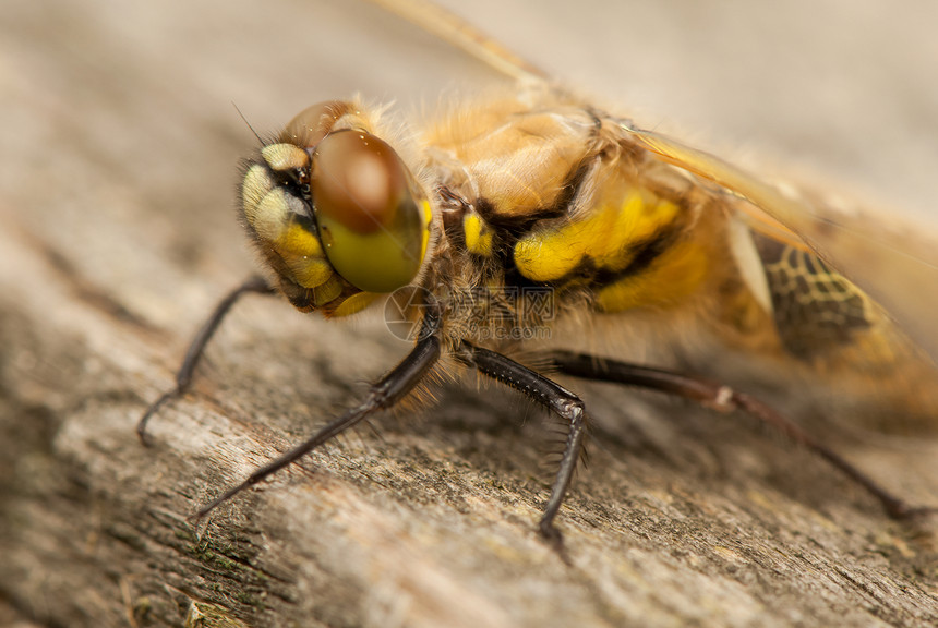 Libellula 四方动物宏观野生动物蜻蜓转型生活翅膀口器蜕皮身体图片