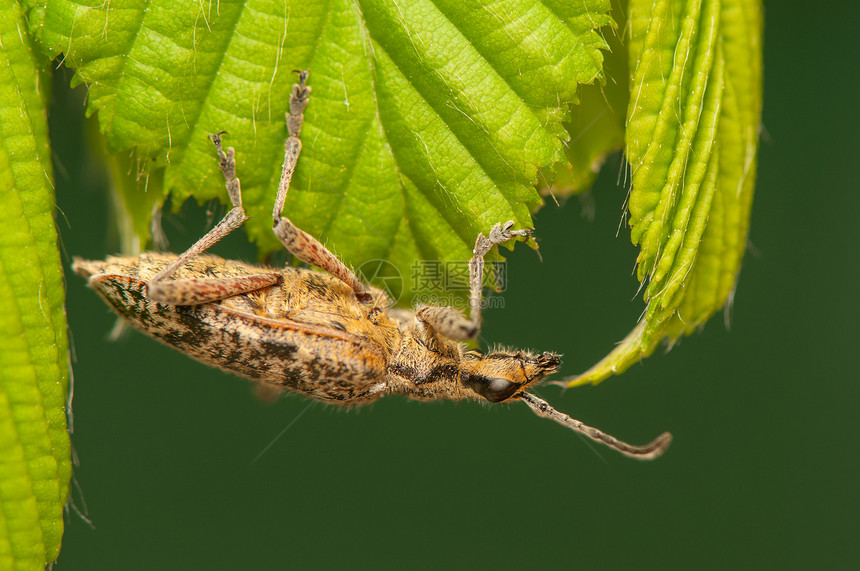审问器动物野生动物昆虫学动物学漏洞鞘翅目害虫荒野昆虫棕色图片