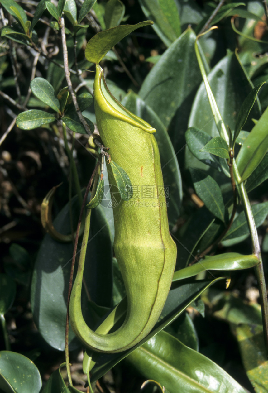 Pitcher厂尼彭兹植物食肉杯子热带藤本植物图片