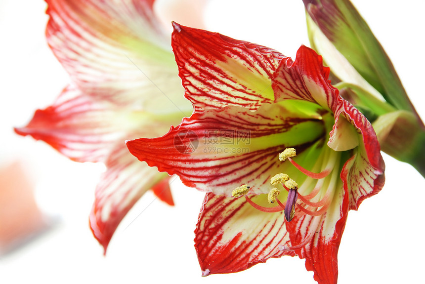 百合花植物群花坛老虎芳香阳光植物生长季节紫色植物学图片