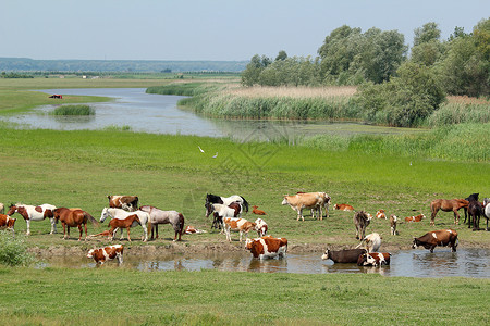 饮水处河上骑牛和马背景