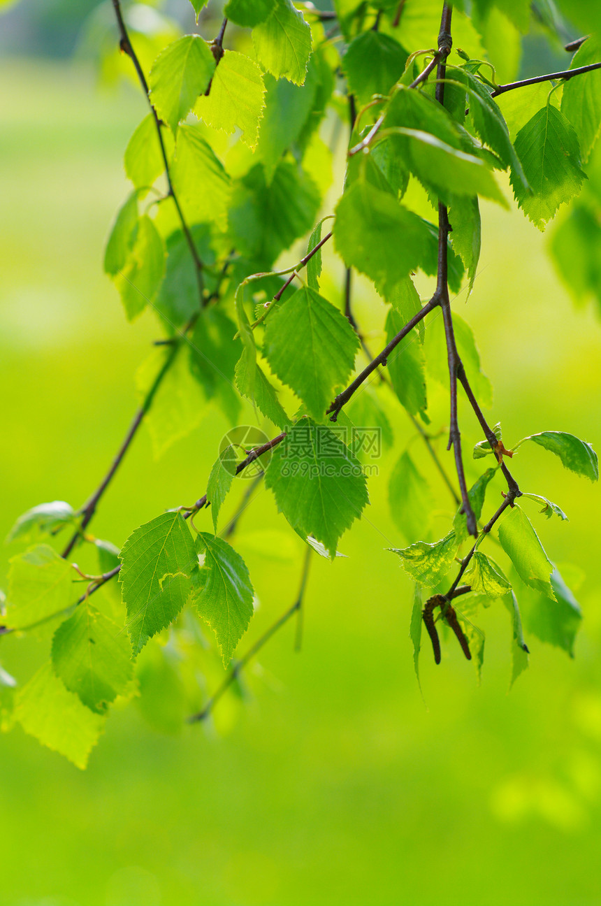 叶子宏观花园植物群分支机构树叶天空环境森林生活季节图片