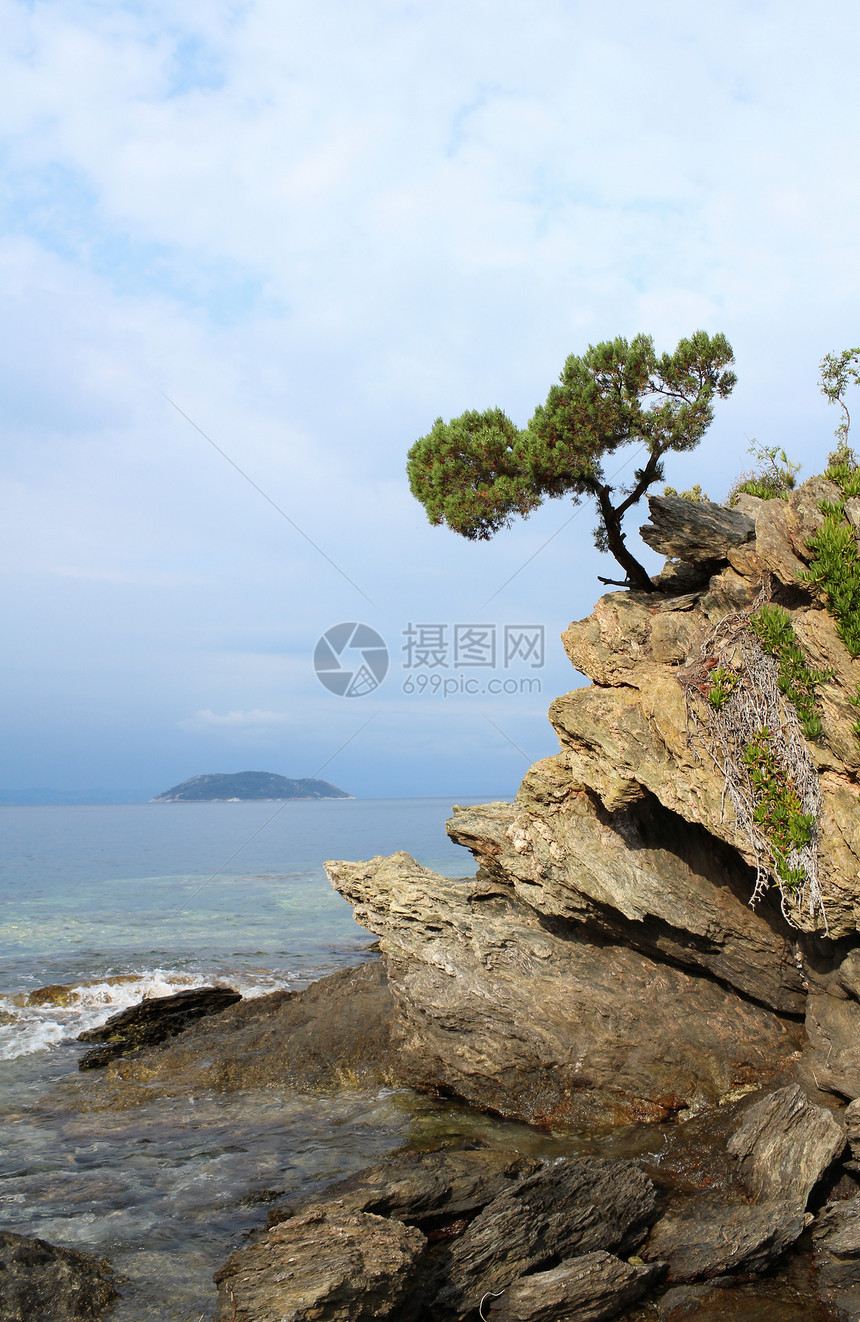 海上岩石上的松树图片