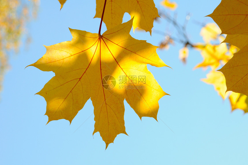 树叶叶子季节性黄色公园季节天空活力蓝色橙子植物图片