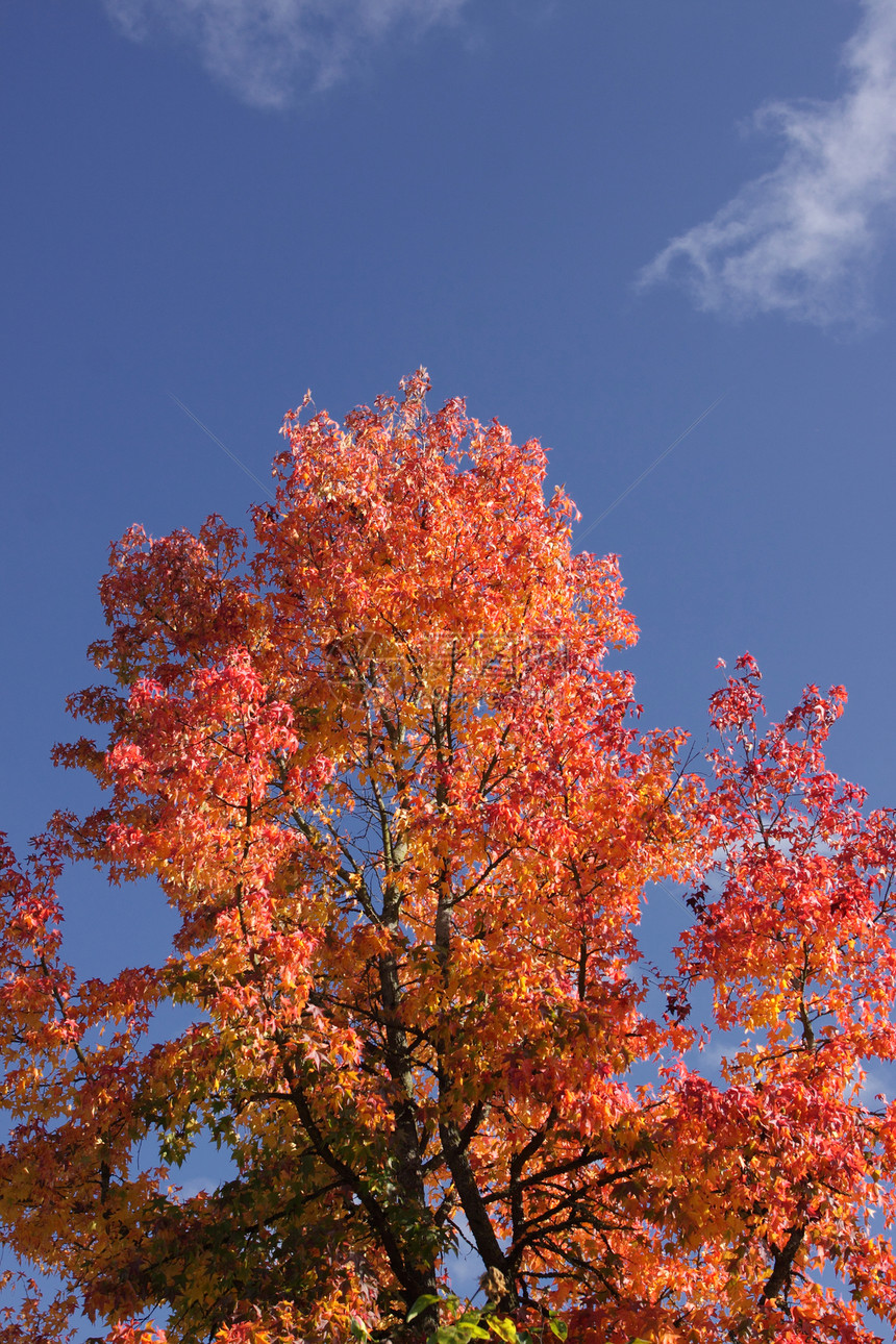 秋天用红叶和橙叶活力森林季节性红色树叶金子树木季节植物阳光图片