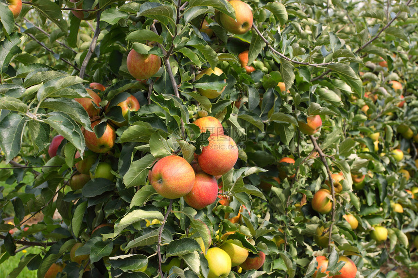 夏季的苹果果园 上面覆满多彩苹果花园叶子收成饮食生长农场树叶生产天空植物图片