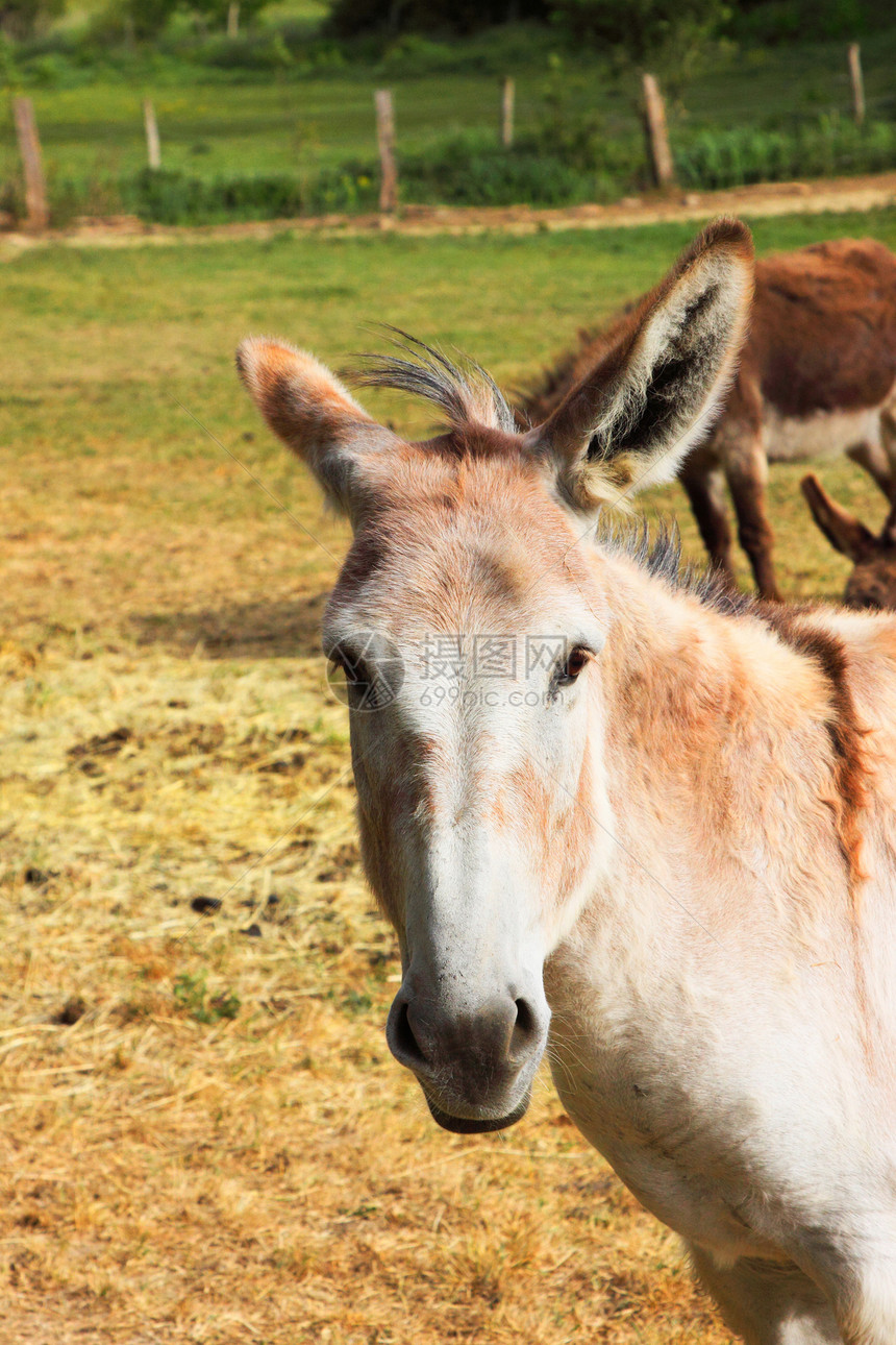 春天 在田地上 有一只宁静的驴农业牧场家畜场地农村乡村哺乳动物农场眼睛图片