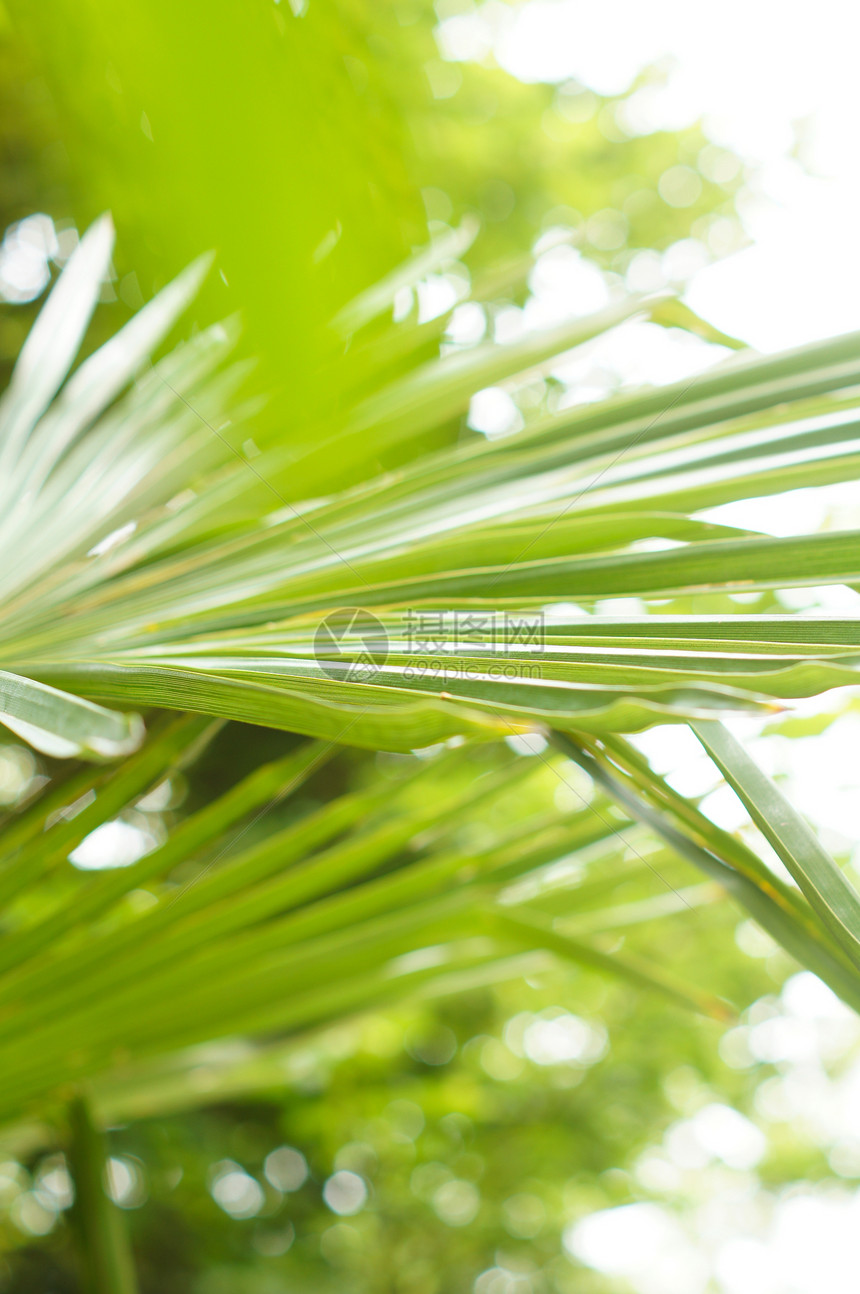 棕榈叶背景背景雨林丛林园艺植被绿色植物光合作用情调植物群热带树叶图片