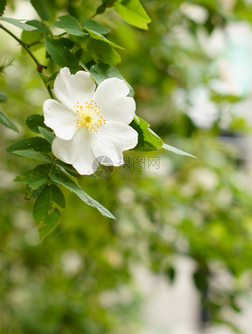 野玫瑰花粉花期绿色投标植物玫瑰叶子花瓣粉色植物学图片