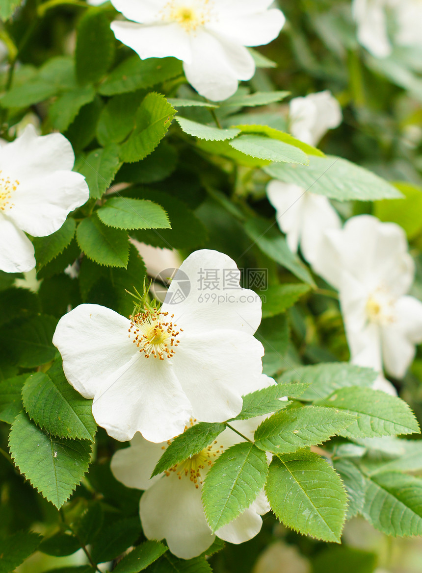 野玫瑰叶子花期植物学花粉投标植物花瓣粉色玫瑰绿色图片