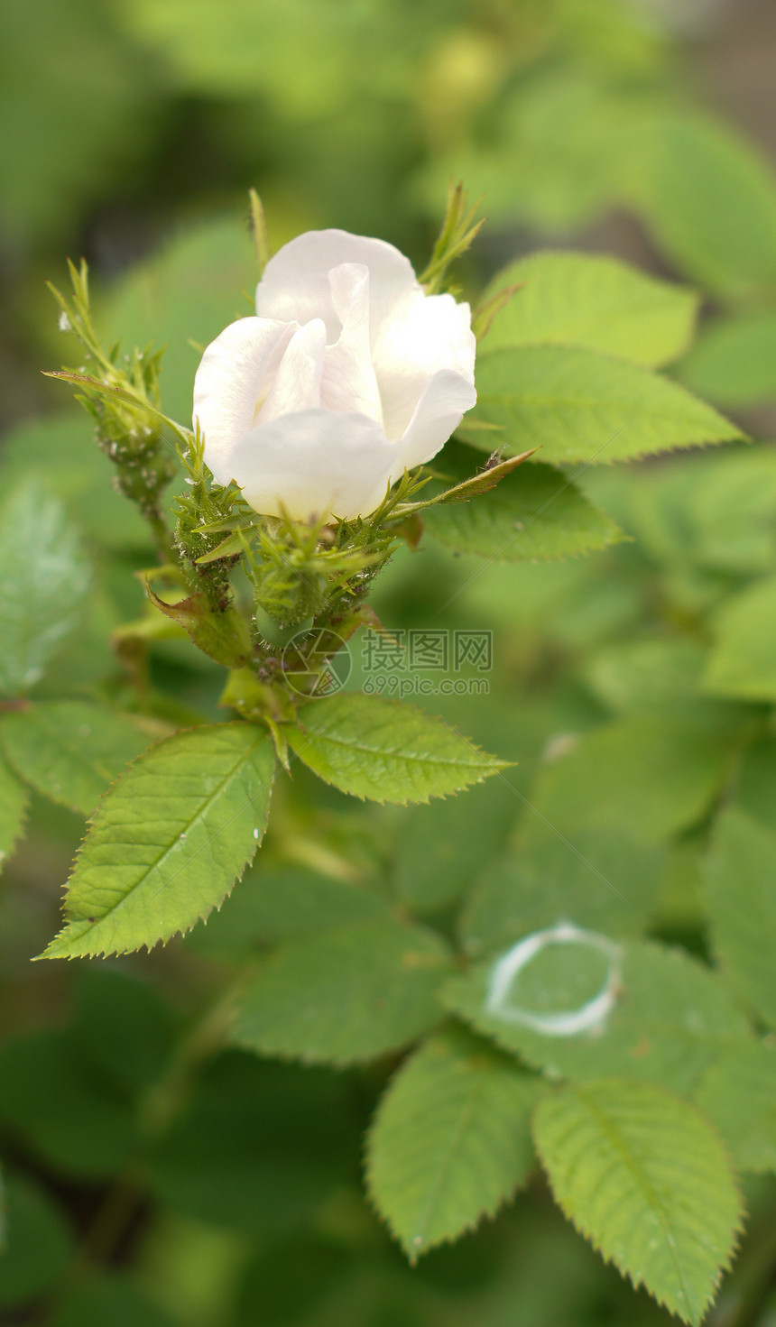 野玫瑰花期植物学叶子植物绿色投标玫瑰花粉粉色花瓣图片