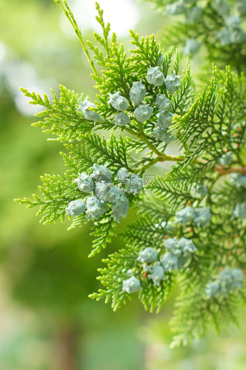 结盘崖柏植物群花园针叶公园绿色衬套园艺柏科叶子图片