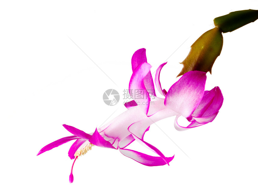 圣诞仙人花传统美丽宏观白色植物群植物肉质紫色粉色植物学图片