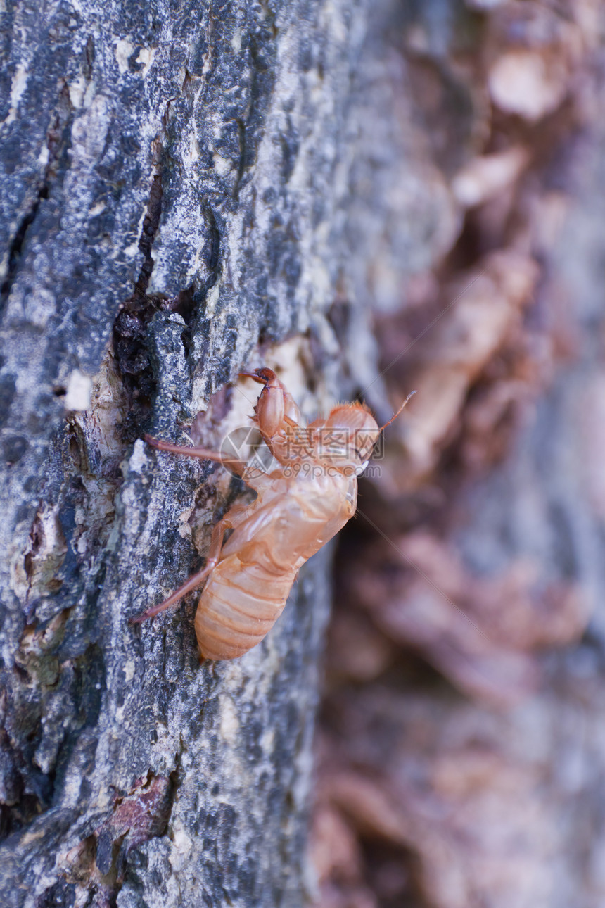 状棕色环境森林野生动物蟋蟀样本蜕皮泥沼翅膀叶子图片