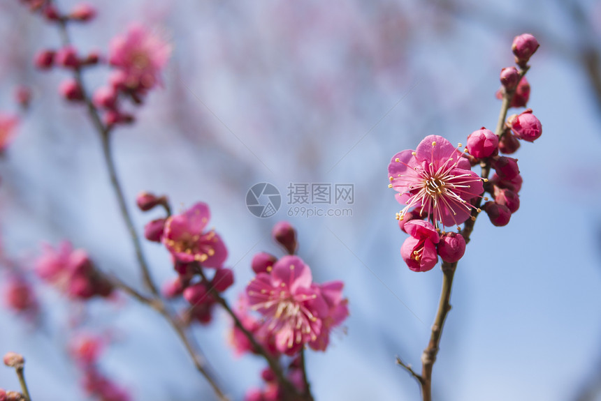 粉红羽花花季节植物群花瓣花园投标宏观果园植物学蓝色枝条图片