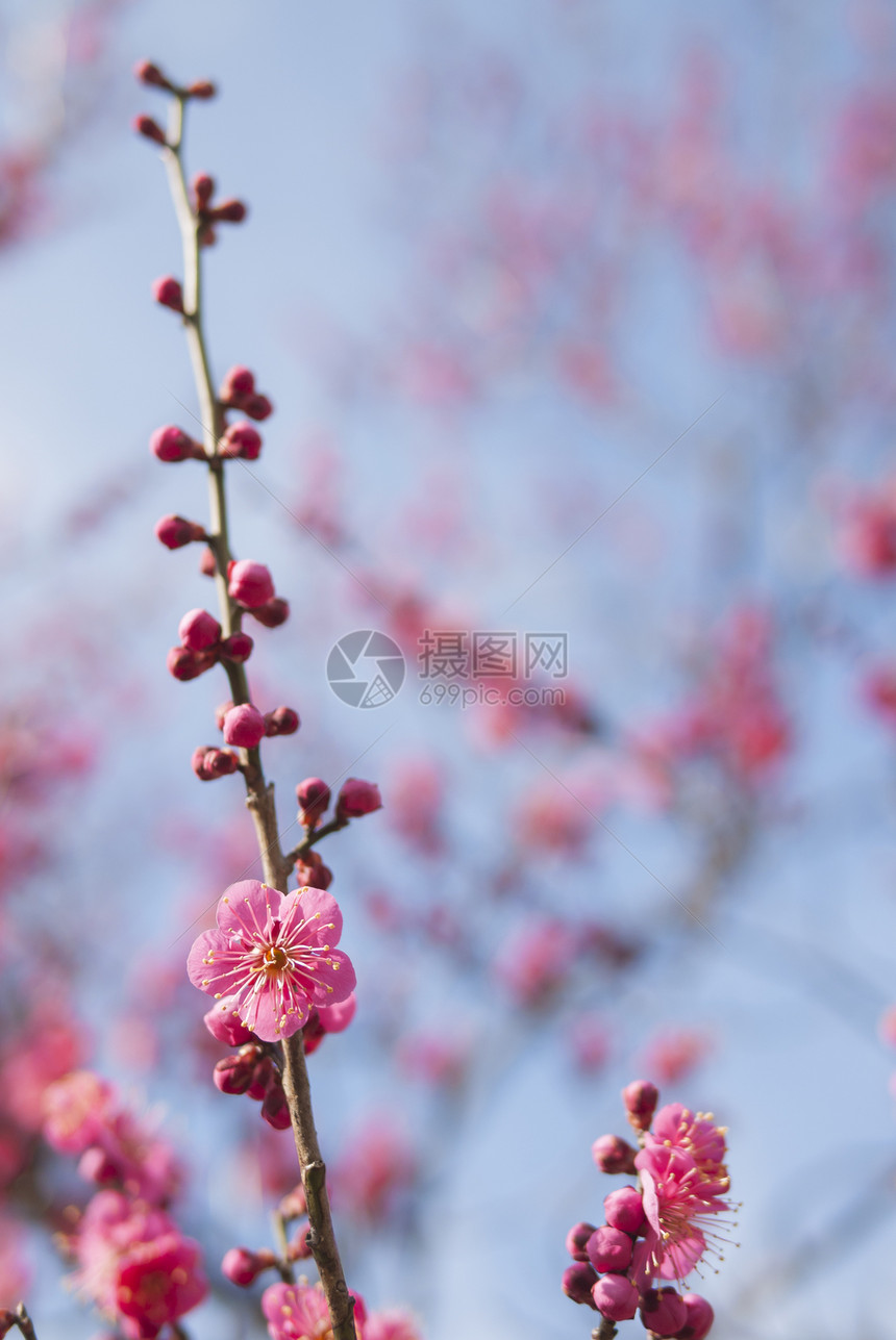 粉红羽花花植物学植物季节植物群果园脆弱性投标热带枝条花园图片