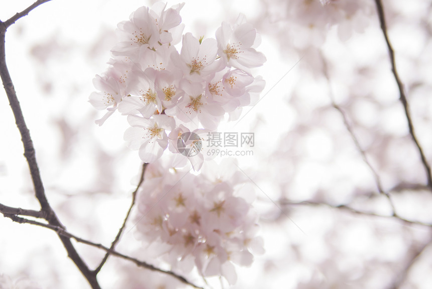 日本樱花樱花枝条天空阳光晴天植物群植物季节花园花朵植物学图片