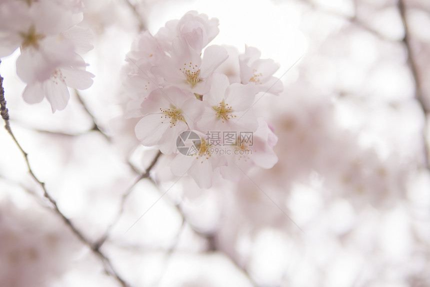 日本樱花樱花宏观投标天空脆弱性花朵植物群热带花瓣阳光季节图片