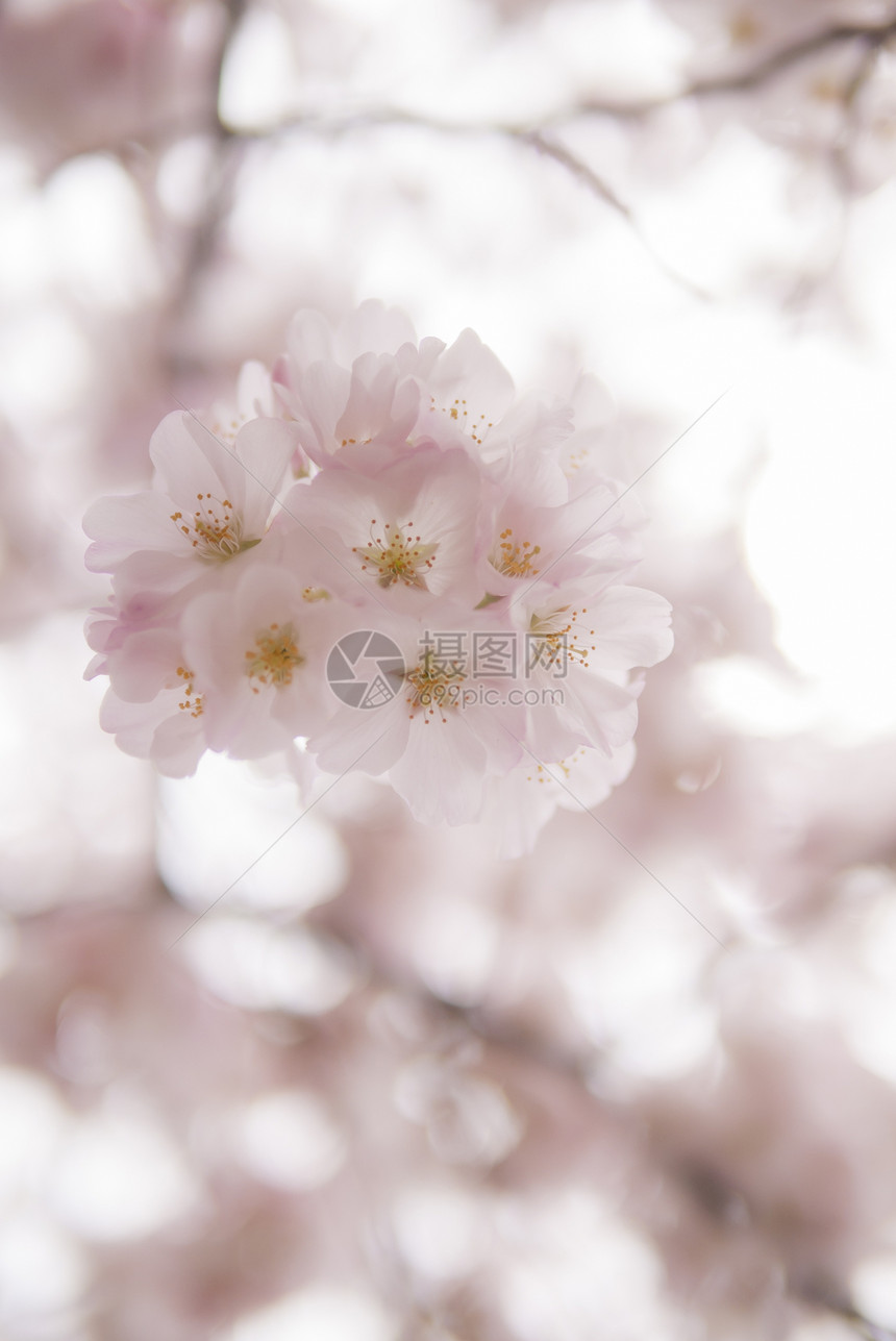 日本樱花樱花枝条阳光宏观植物群脆弱性投标花园花朵热带花瓣图片