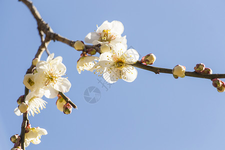 白梅花花热带脆弱性花瓣植物枝条蓝色天空果园投标花园高清图片