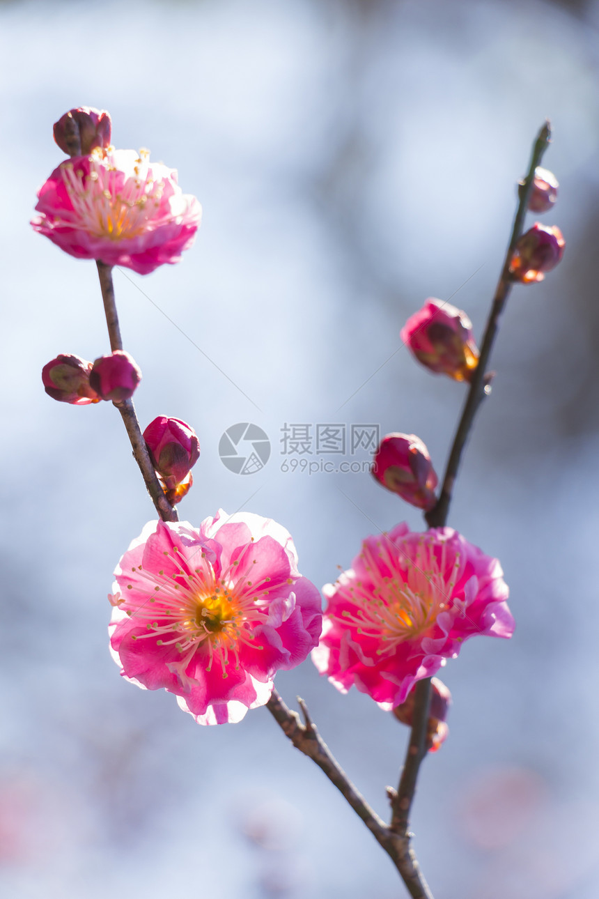 粉红羽花花宏观热带蓝色脆弱性天空投标梅花植物群花瓣美丽图片