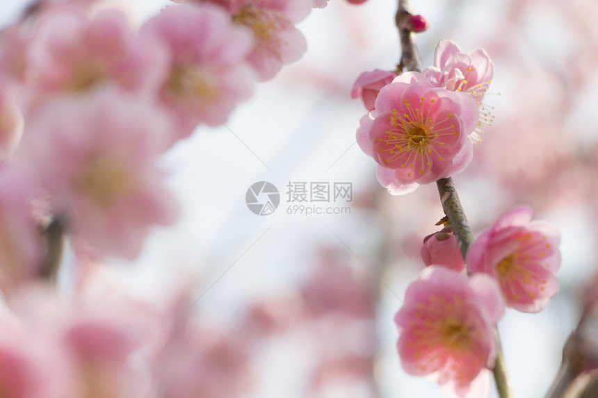 粉红羽花花脆弱性枝条美丽植物学梅花季节热带花瓣蓝色植物群图片