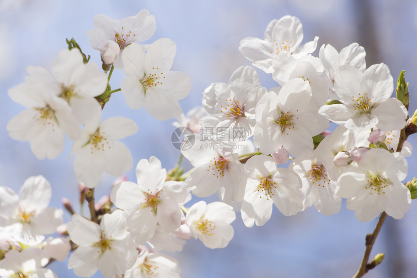 日本樱花樱花植物学植物脆弱性天空季节晴天阳光蓝色枝条投标图片