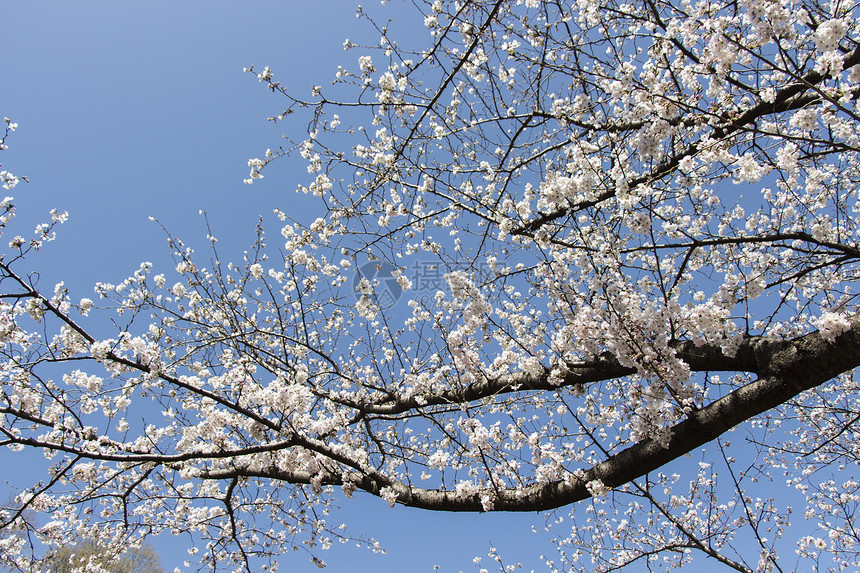 日本樱花樱花脆弱性花瓣植物群蓝色天空果园热带花园季节枝条图片