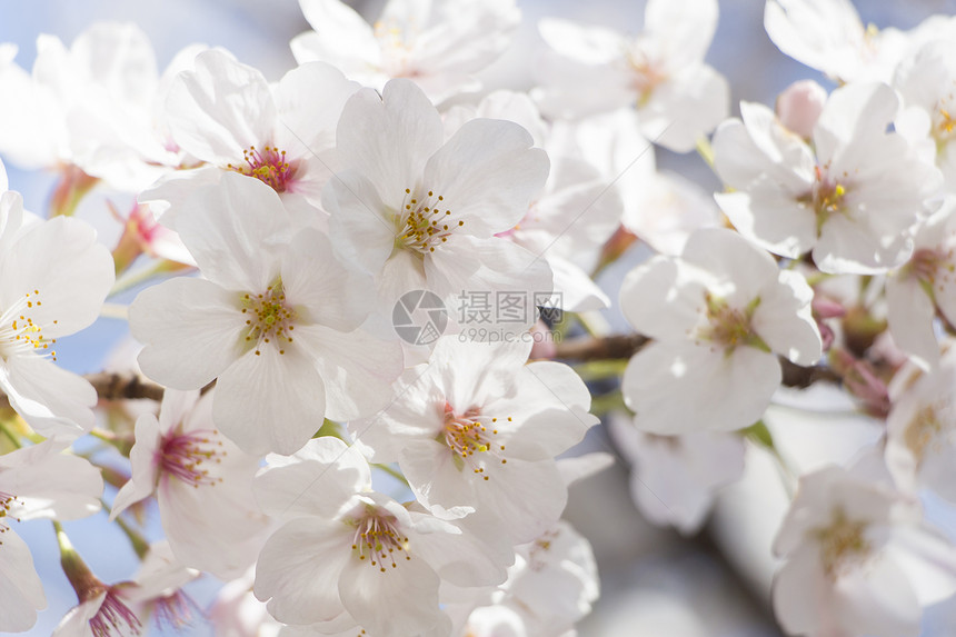 日本樱花樱花花园季节植物群宏观枝条脆弱性果园热带花瓣阳光图片