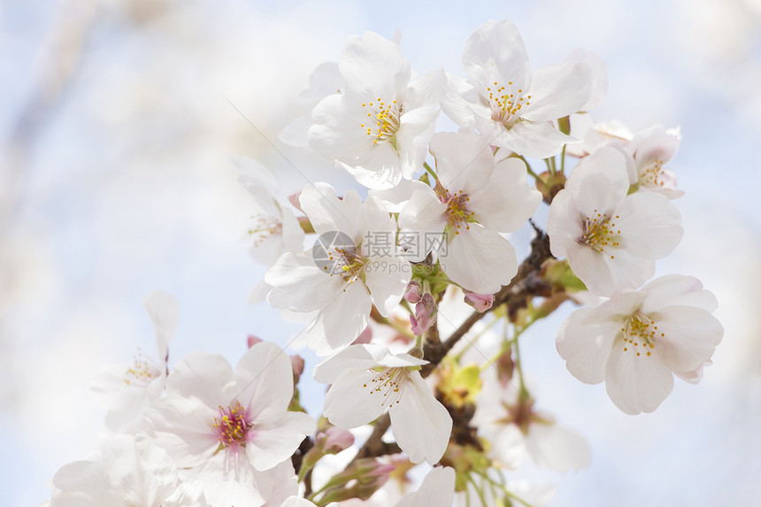 日本樱花樱花植物季节阳光天空果园热带晴天投标花瓣植物学图片