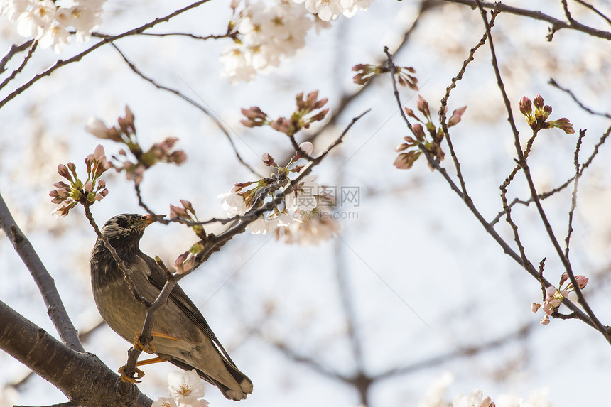 鸟儿站立在三浦树上花朵叶子植物投标阳光花园晴天花瓣枝条植物群图片