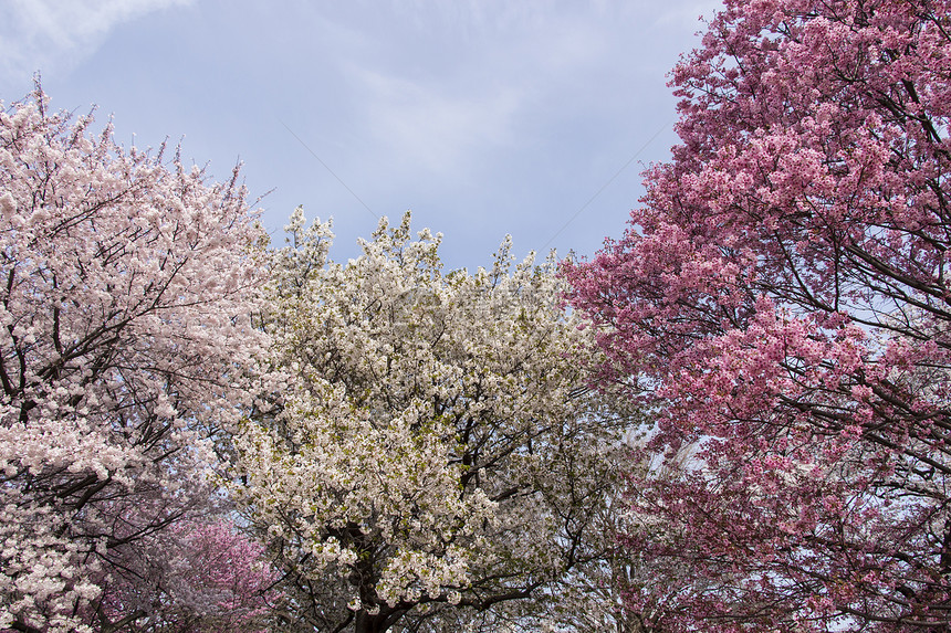 日本樱花樱花投标植物群果园天空枝条花朵花园植物学季节蓝色图片