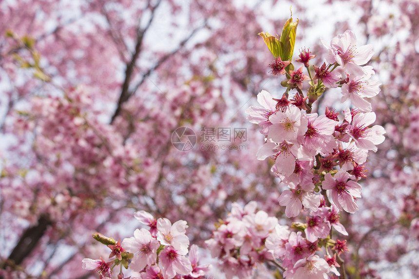 日本樱花樱花花朵投标天空花瓣枝条脆弱性叶子宏观植物季节图片
