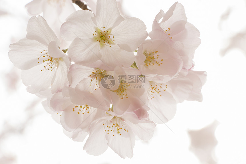 日本樱花樱花阳光植物学花朵植物群季节投标花园果园宏观植物图片