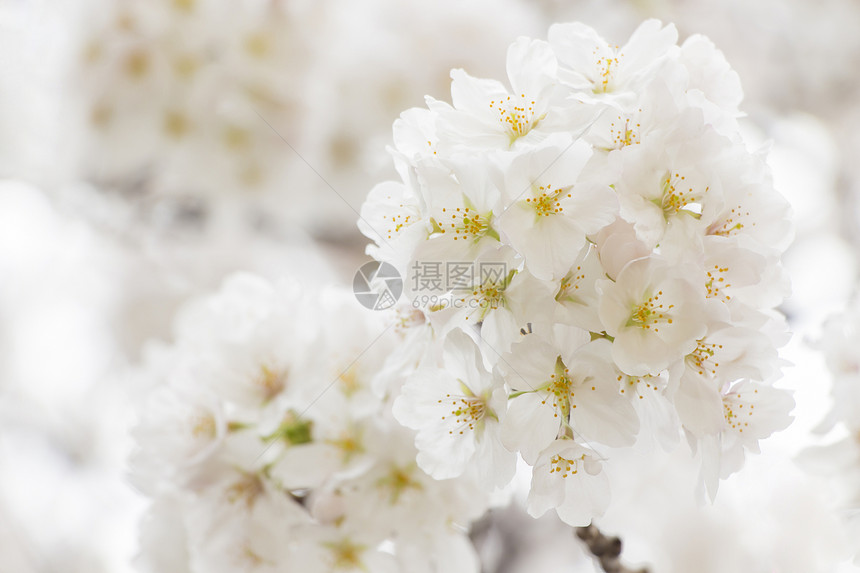 日本樱花樱花脆弱性投标植物学果园热带宏观季节植物花朵花园图片