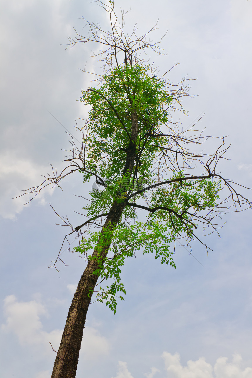 本底热带热带树森林晴天生长衬套阴影植物雨林公园场地花园图片