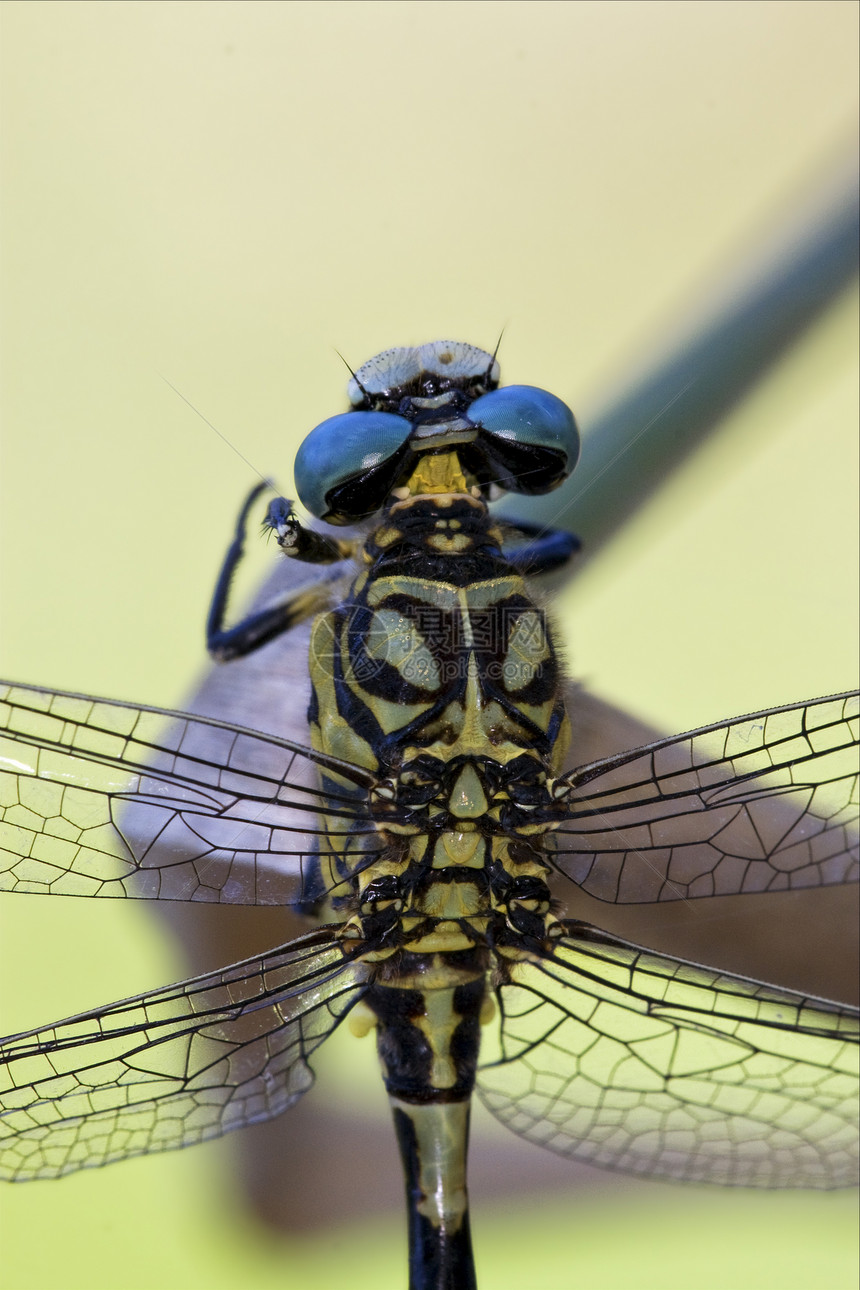 背面的野黑黄弯曲昆虫枝条爪子木头花园积分蜻蜓橙子蒸汽图片