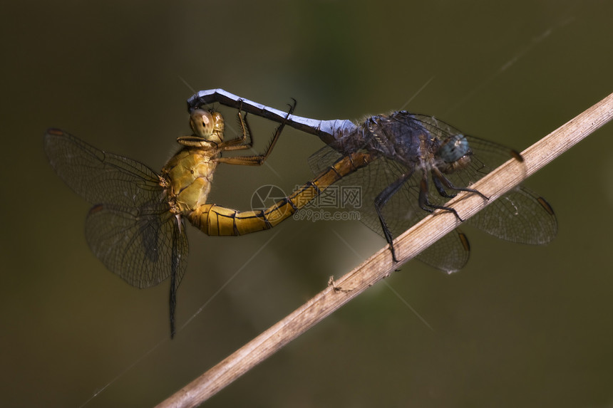 繁殖两只野黄蓝苍蝇蒸汽荒野植物发臭蜻蜓橙子爪子木头枝条蓝色图片