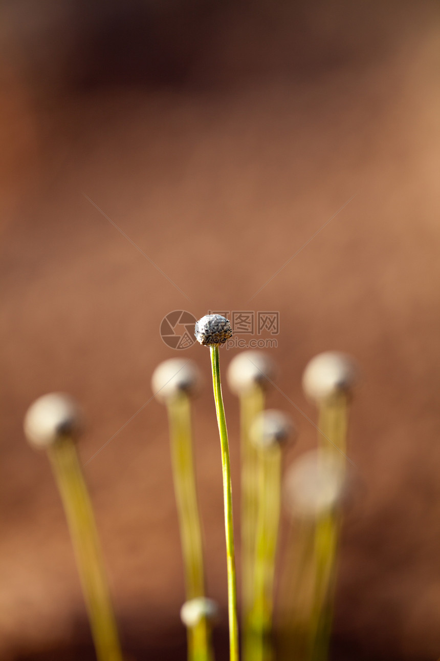 模糊的花草本底脆皮生物学生活植物宏观草地植物学场地美丽生长图片