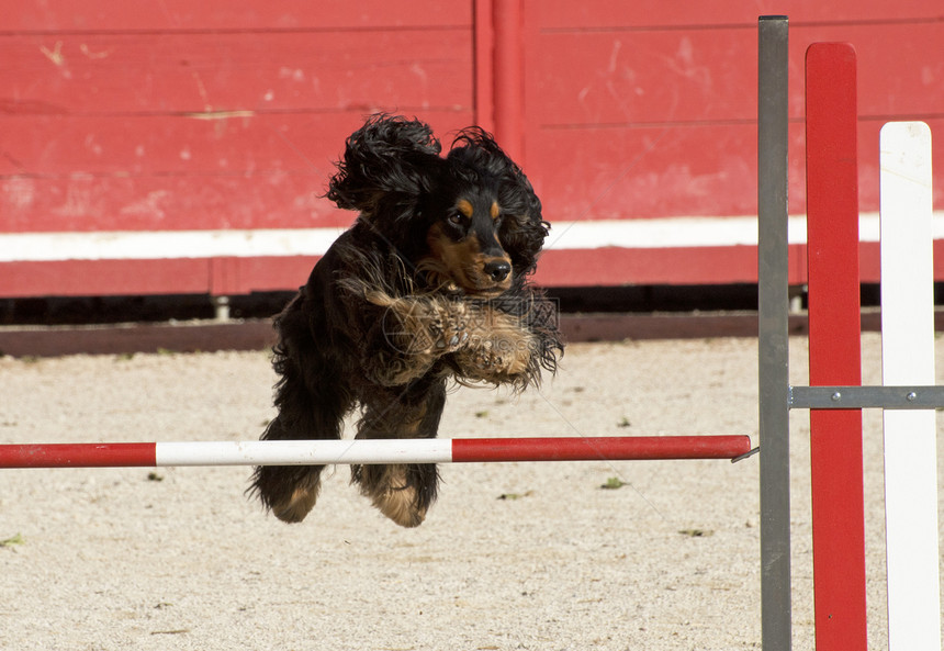 敏捷的贝皮鸡跳跃黑色训练闲暇动物宠物犬类竞赛运动图片