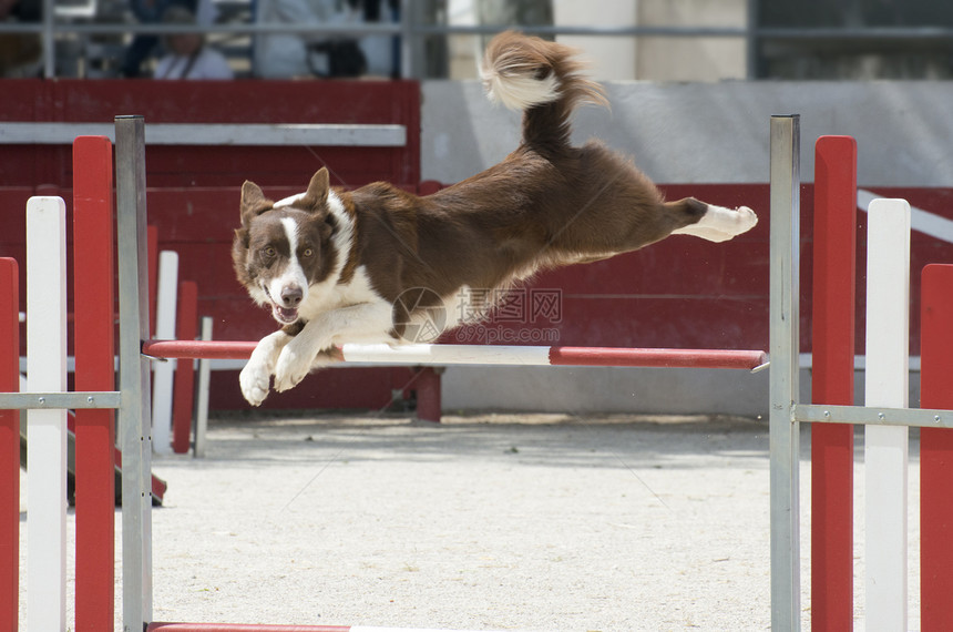 跳跃 collie宠物犬类运动动物白色牧羊犬棕色竞赛训练图片