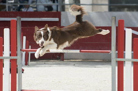 跳跃 collie宠物犬类运动动物白色牧羊犬棕色竞赛训练背景图片