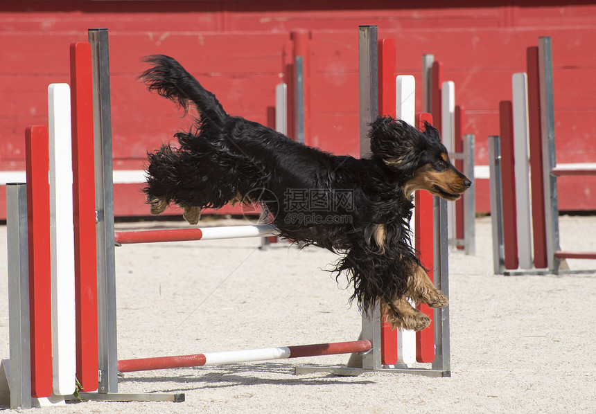敏捷的贝皮鸡运动犬类黑色竞赛训练宠物闲暇动物跳跃图片