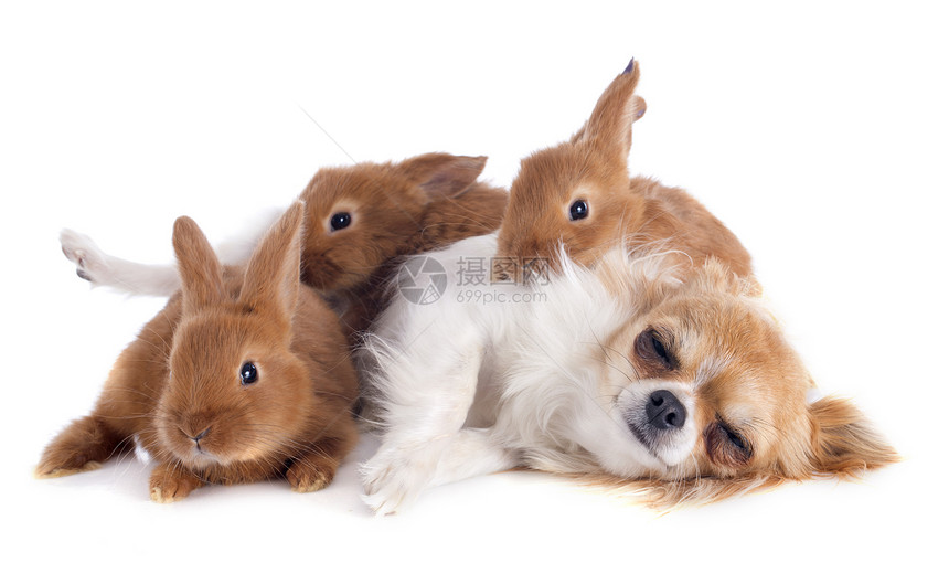 吉娃娃和兔子工作室宠物农场伴侣棕色朋友们野兽派犬类睡眠动物图片