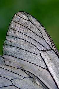 白翼线白色鳞翅目昆虫棕色花园绿色蝴蝶荒野黑色宏观背景图片