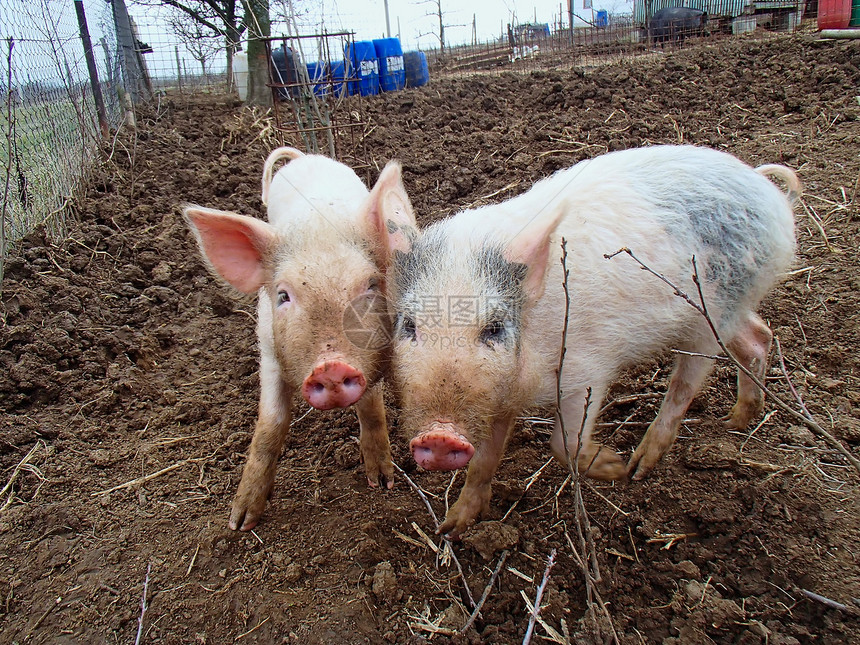 小猪食物畜牧业猪肉谷仓哺乳动物家畜猪圈农场稻草牛奶图片