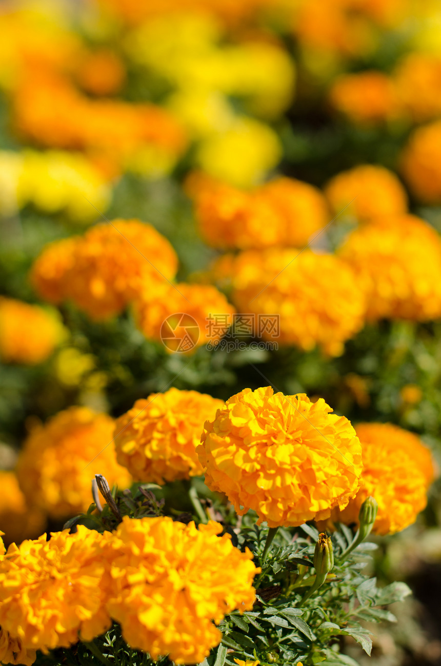 鲜花花植物宏观雏菊快乐植物学季节花瓣万寿菊叶子花园图片