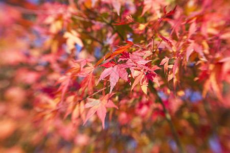 美丽的树叶叶子公园黑色棕色背景框架红色衬套季节季节性背景图片