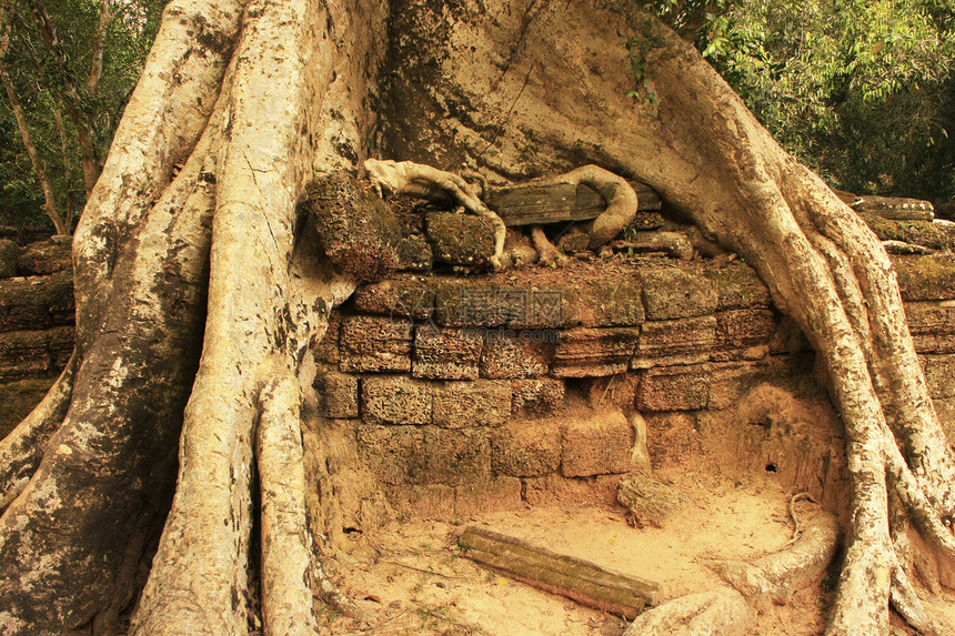 塔普罗寺庙丛林生长建筑旅游宽慰窗户石头木头收获植物图片