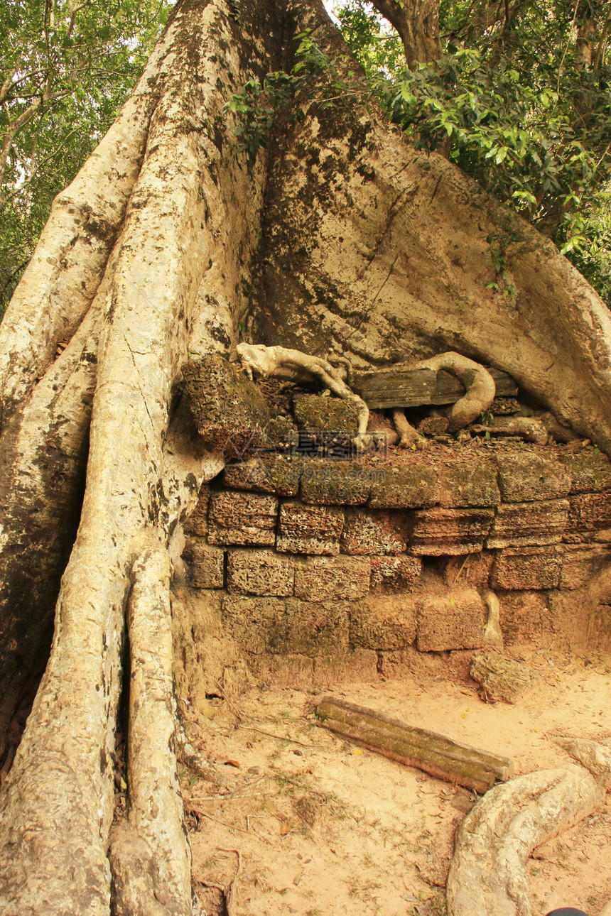 塔普罗寺庙收获旅游热带高棉语窗户荒野文明舞会木头废墟图片